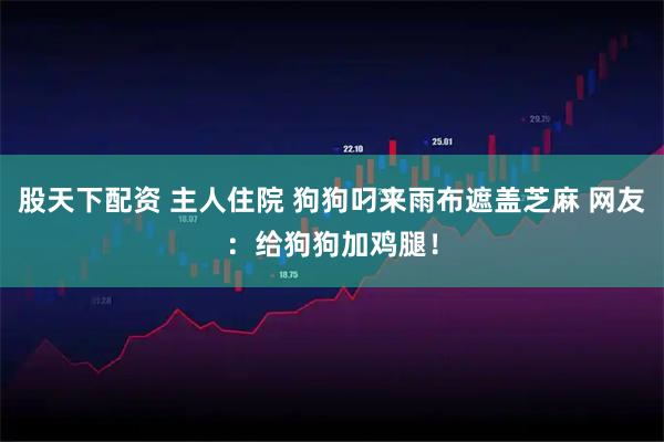 股天下配资 主人住院 狗狗叼来雨布遮盖芝麻 网友：给狗狗加鸡腿！